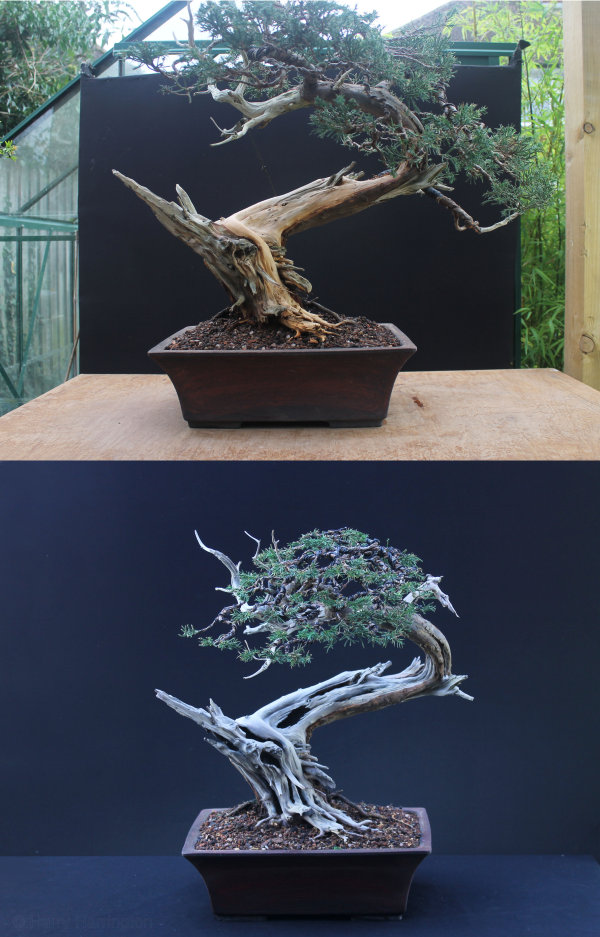 san jose juniper bonsai